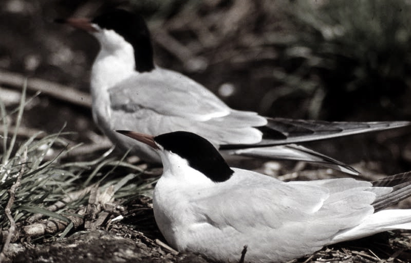 Vgel Waldvgel Naturfotografie